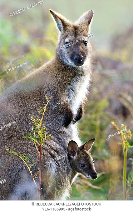 Australia, Tasmania, Port Sorell, Narawntapu National Park  Forester Kangaroo with Joey