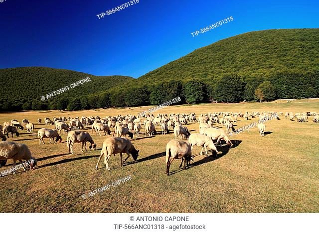 Italy, Campania, Mercogliano, Campo Maggiore of Montevergine, flock at grazing