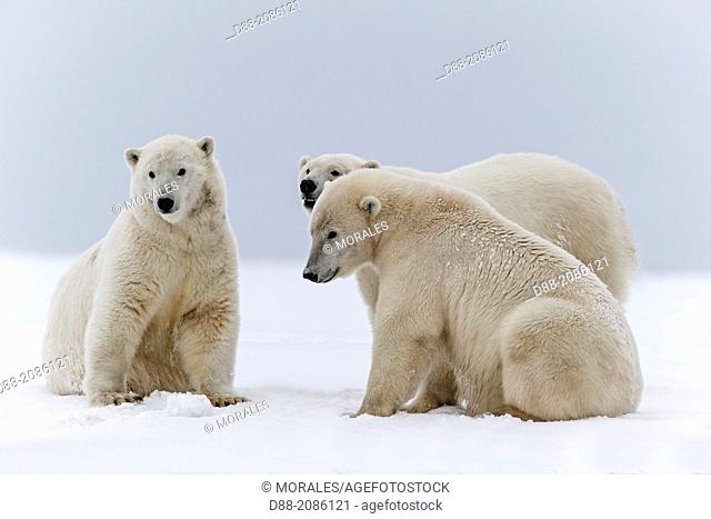 United States , Alaska , Arctic National Wildlife Refuge , Kaktovik , Polar Bear( Ursus maritimus ) , subadults playing along a barrier island outside Kaktovik