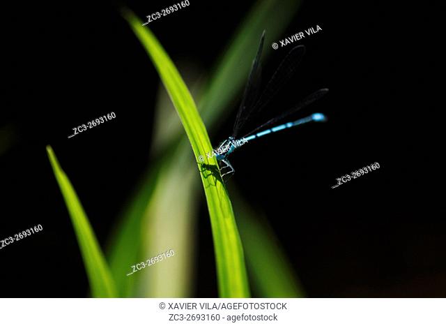 Dragonfly flying on a plant, Weatland, Isere, Auvergne Rhone Alpes, Chartreuse, France, Europe