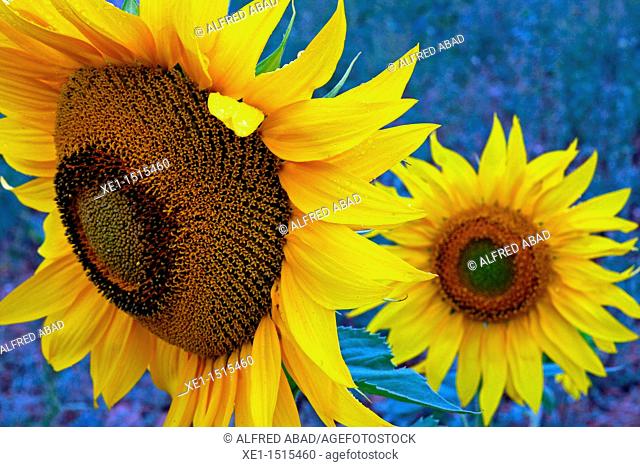 sunflowers, Bages, Catalonia, Spain