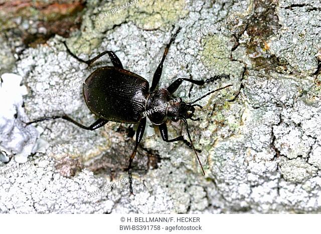 oakwood ground beetle (Calosoma inquisitor), on a stone covered with lichens, Germany