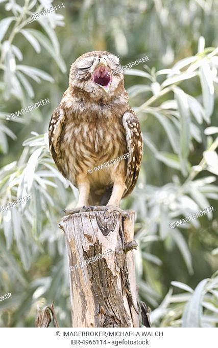 Little owl (Athene noctua), young bird standing on post, calling, Danube Delta, Romania, Europe