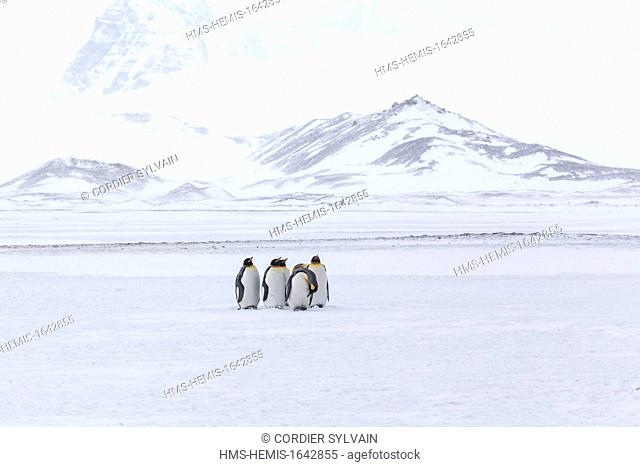 Antarctic, South Georgia Island, Salysbury plains, King Penguin (Aptenodytes patagonicus)