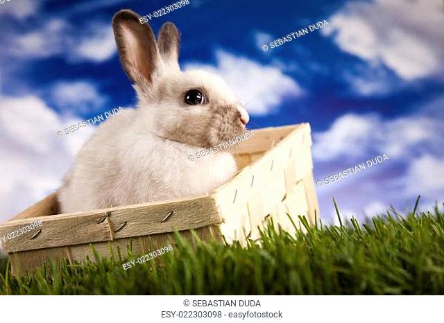 Spring baby bunny and green grass