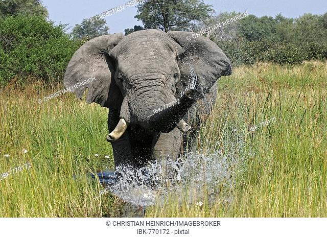 African Bush - or Savanna Elephant (Loxodonta africana) spraying water from its trunk, Khwai River, Moremi National Park, Moremi Wildlife Reserve