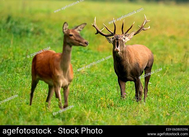 Red deer, cervus elaphus, male with female bellowing on grassland in autumn. Stag with hind roaring on green field in rutting season
