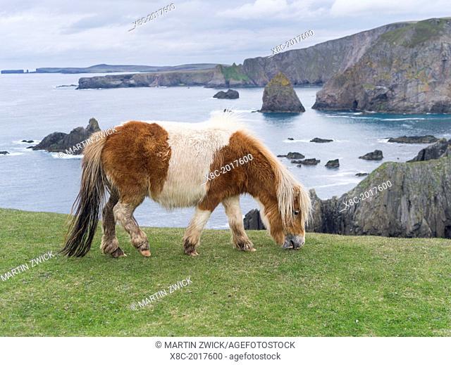 Shetland Pony on pasture near high cliffs on the Shetland Islands in Scotland. europe, central europe, northern europe, united kingdom, great britain, scotland