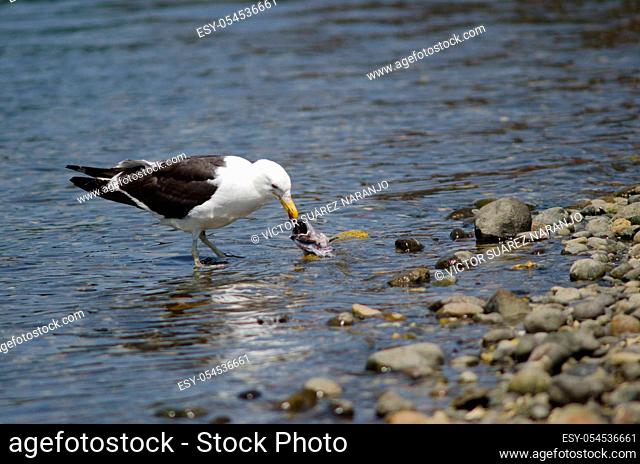 Kelp gull Larus dominicanus eating a fish. Angelmo. Puerto Montt. Los Lagos Region. Chile