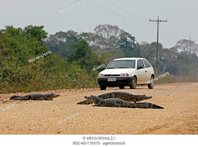Paraguayan Caimans on road, Brazil, Caiman crocodilus yacare
