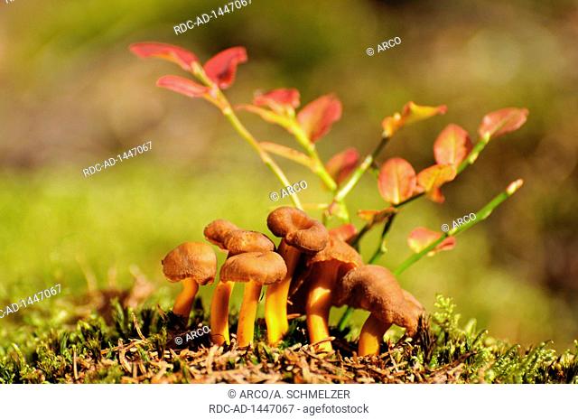 Golden Chanterelle mushroom, Craterellus tubaeformis lutescens