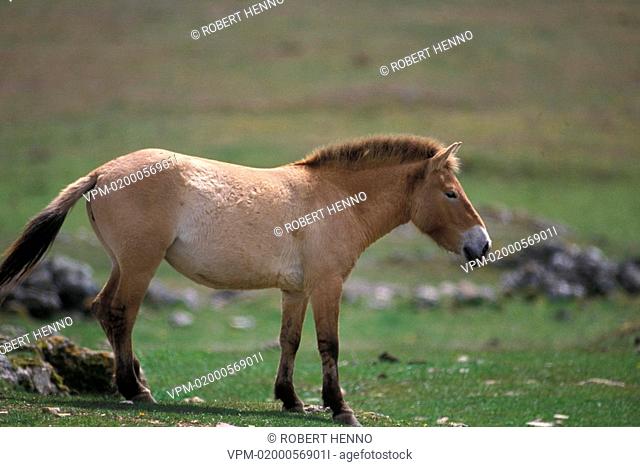 EQUUS PRZEWALSKIIPRZEWALSKI HORSE - MONGOLIAN WILD HORSEPRIMITIVE HORSE FRANCE - CEVENNES