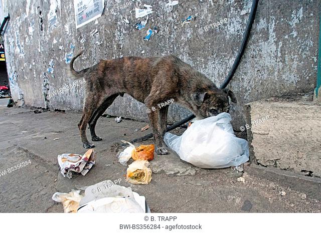 dog (Canis lupus familiaris ), street dog searching food in garbage, Sri Lanka