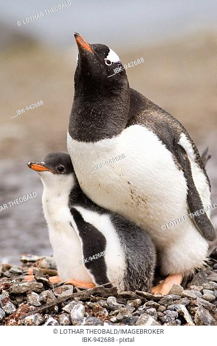 Gentoo Penguin (Pygoscelis papua) with child, Aitcho Island, Antarctica