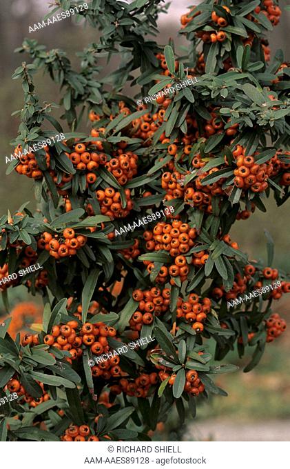 Navajo Firethorn (Pyracantha hybrid) with berries in March, US Nat'l. Arb., WA DC