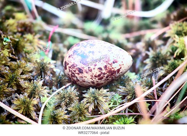 Eggs of different species of birds. Guide. Cryptic painted (mottled) egg of European snipe (Gallinago gallinago)