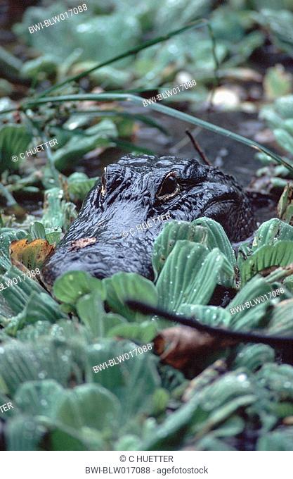 American alligator Alligator mississippiensis, Mrz 97