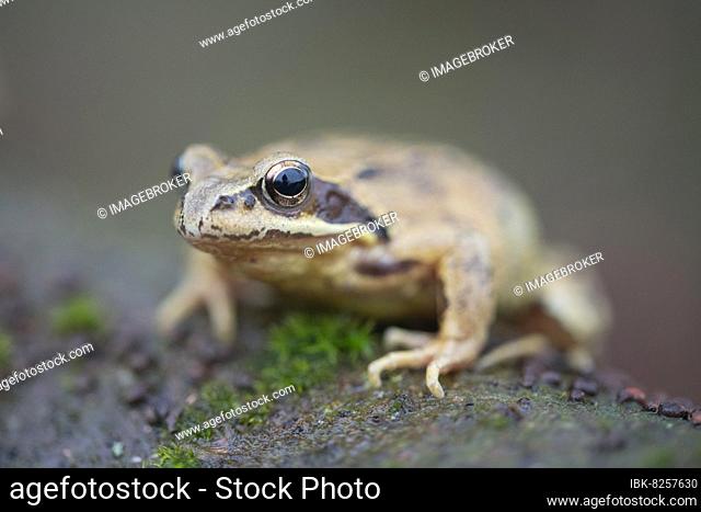 Grasfrosch (Rana temporaria), sitzt auf Totholz, Nordrhein-Westfalen, Deutschland
