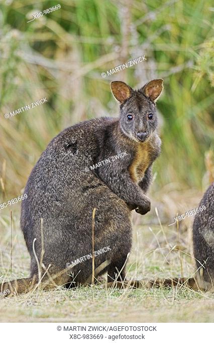 Tasmanian Pademelon Thylogale billardierii also called rufous-bellied Pademelon or Red-bellied Pademelon is a small, mostly nocturnal marsupial of Tasmania
