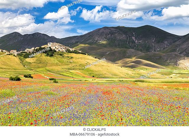 Lentils and poppies blooming in Castelluccio plain, Castelluccio di Norcia, Umbria, Italy