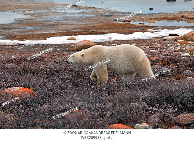Ein Eisbär läuft am Ufer der Hudson Bay
