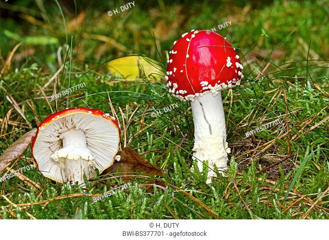 fly agaric (Amanita muscaria), two fruiting bodies in moss on forest floor, Germany, Mecklenburg-Western Pomerania