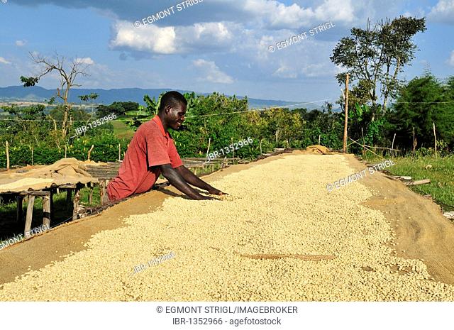 African man drying coffee beans in the sun, Jimma, Kaffa Region, Oromiya, Ethiopia, Africa