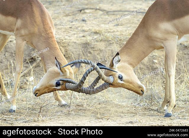 Impala (Aepyceros melampus), adult bucks fighting, Kruger National Park, South Africa,