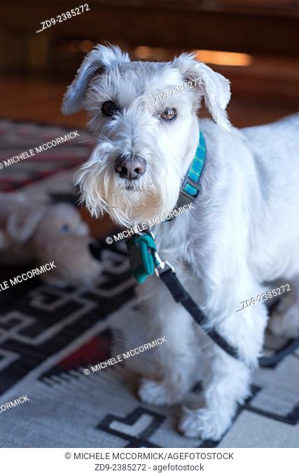A white miniature schnauzer has a very special appeal
