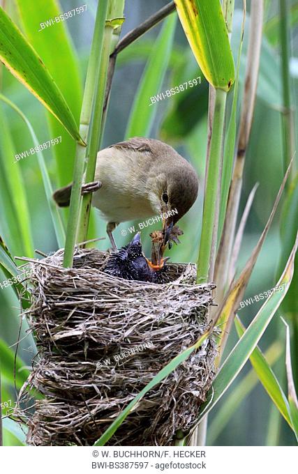 Eurasian cuckoo (Cuculus canorus), chick in the nest of a reed warbler, reed warbler feeding the cuckoo chick, Germany