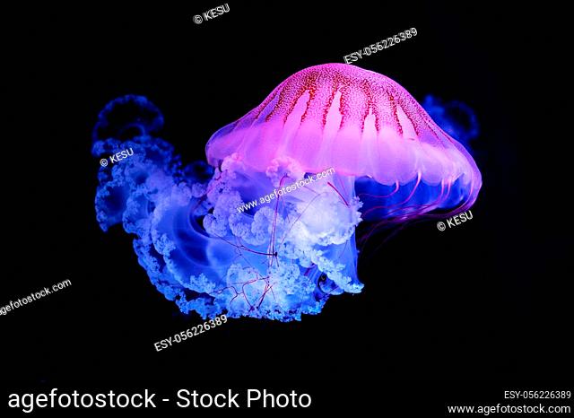 The Purple-striped Jellyfish (Chrysaora colorata) isolated on black background