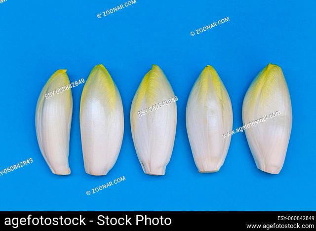 Fresh chicory on a clear blue background