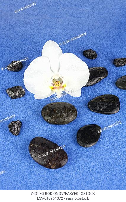 Black spa stones and white orchid flowers over blue background. Closeup
