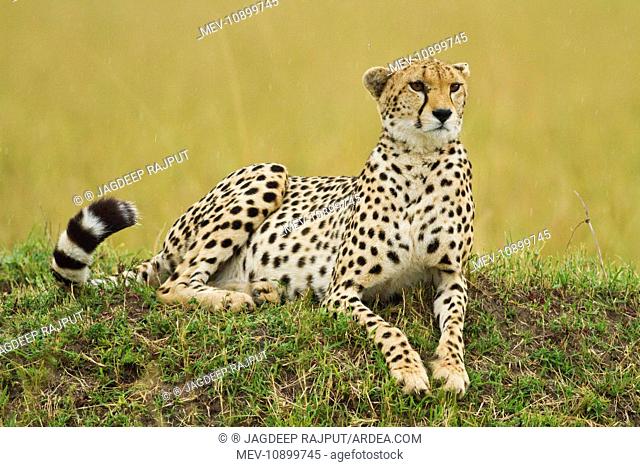 Cheetah - laying on a mound (Acinonyx jubatus). Masaimara Wildlife Reserve - Kenya - Africa