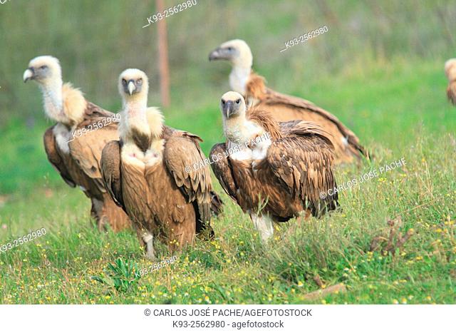 Griffon vultures (Gyps fulvus), Monfrague National Park, Extremadura, Spain