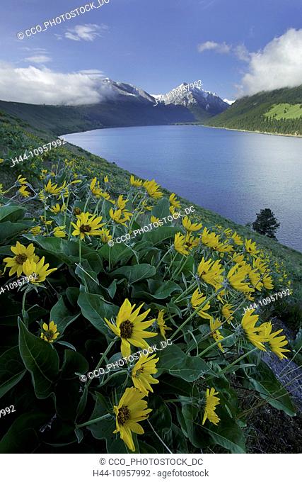 Balsamroot wildflowers on Wallawa Lake moraine near Joseph, Oregon. Spring. USA
