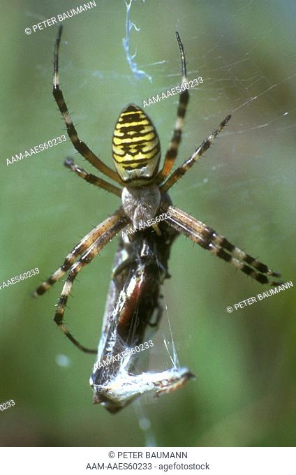 Argiope or Garden Spider w/grasshopper meal/n(Argiope bruennichi) Switz