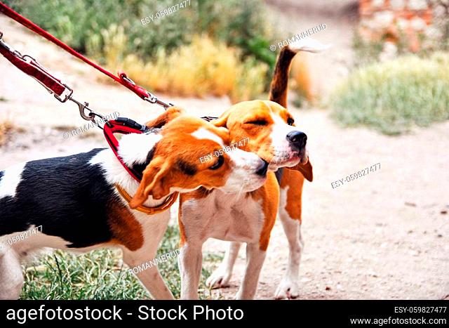 A cute beagle puppy kisses her mom. Beagle dogs playing outdoors