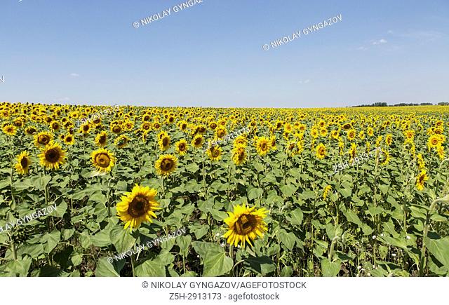A field of sunflowers against the blue sky
