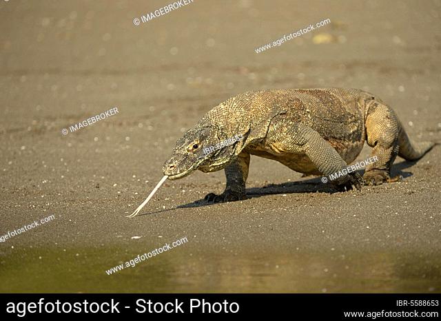 Komodo Dragon (Varanus komodoensis) adult, flicking forked tongue, walking on beach at edge of water, Rinca Island, Komodo N. P