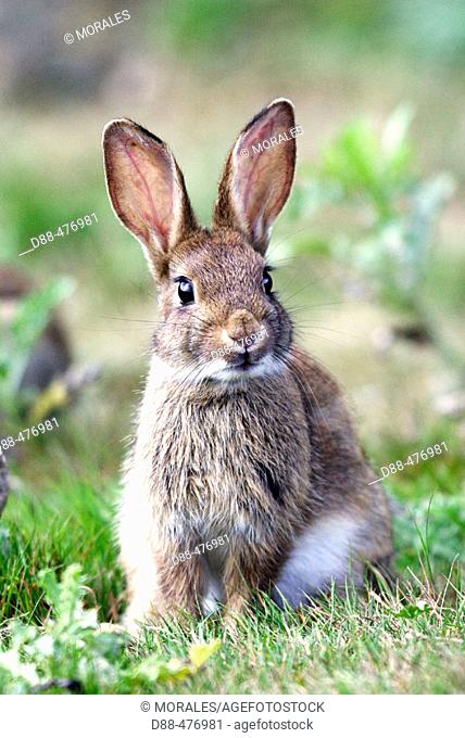 Rabbit. (Oryctolagus cuniculus)