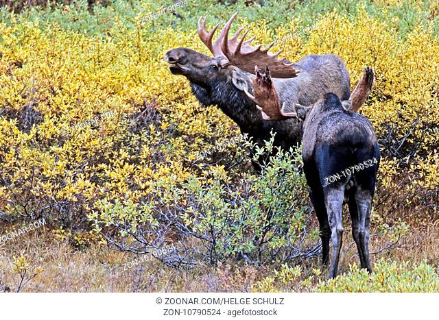 Elch, in Nordamerika werden mehr Menschen von Elchen verletzt, als von allen anderen Wildtieren - (Alaska-Elch - Foto Elchschaufler spielerisch kaempfend) /...