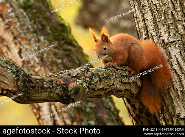 31 October 2022, Berlin: 31.10.2022, Berlin. A squirrel (Sciurus vulgaris) sits on the branch of a tree in the Botanical Garden