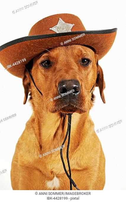 Labrador Retriever, male, wearing cowboy hat with sheriff star