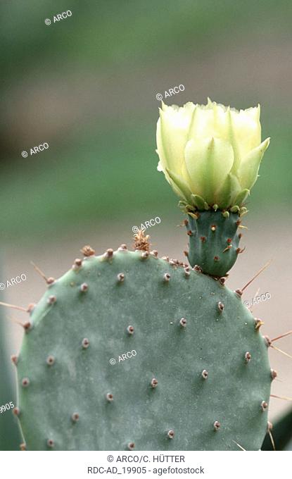 Cactus Opuntia maxima