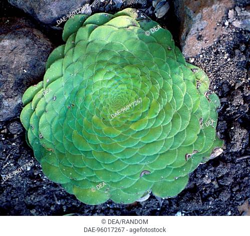 Saucer plant (Aeonium tabuliforme), Crassulaceae