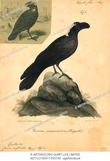 Corvus crassirostris, Print, The thick-billed raven (Corvus crassirostris), a corvid from the Horn of Africa, shares with the common raven the distinction of...