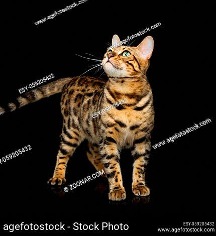 Portrait of beautiful bengal cat staring at something. Studio shot over black background. Copy space. Square composition