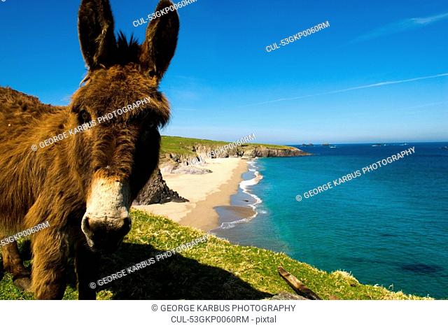 Donkey standing on coastal cliff