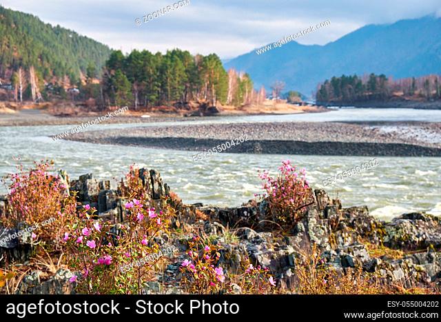 Rhododendron dauricum bushes with flowers (popular names bagulnik, maralnik) with altai river Katun on background. Altai, Siberia, Russia